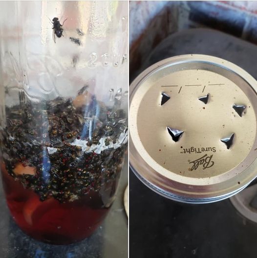 9+ Ways To Keep Ants, Fleas, And Other Pests Out Of Your Home